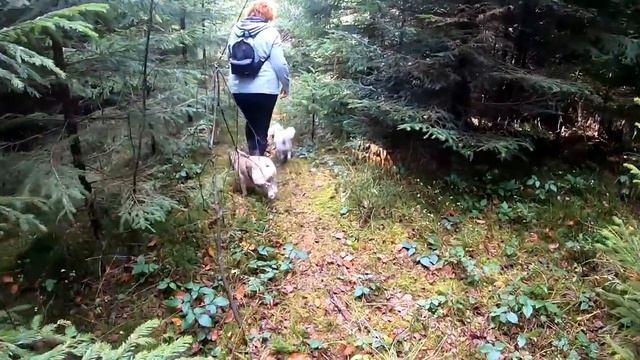 Грибні знахідки під кінець сезону 2023! Карпати, гриби 4-го листопада 2023 року. смотреть онлайн