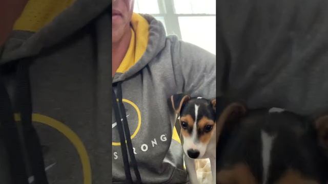 Baby Jack Russell puppy  Loves her new best friend