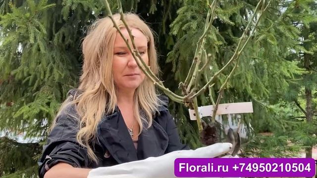 КАК ПРАВИЛЬНО ПОСАДИТЬ РОЗЫ? УЖЕ МНОГО ПОКУПАТЕЛЕЙ ЖАЛУЮТСЯ МНЕ НА САЖЕНЦЫ РОЗ, ПРИ ПОЛУЧЕНИИ , ??