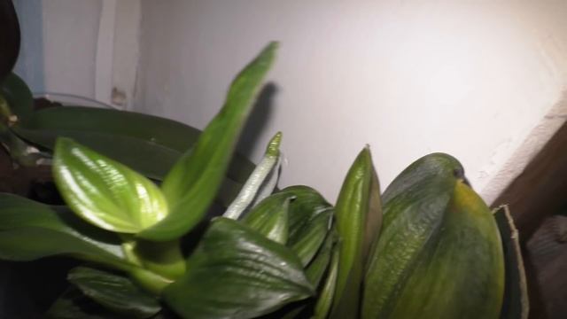 ОРХИДЕИ на даче. ВОТ ЧТО ИМ НУЖНО...! смотреть онлайн