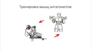 Мышцы антагонисты и тренировка рук. Тренировка бицепса и трицепса.
