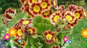 Примула ушковая ПиерсТелфорд. Краткий обзор, описание характеристик primula auricula Piers telford
