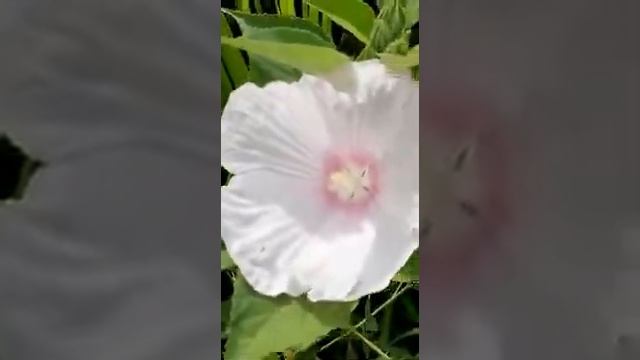 Гибискусы сортовые, уличные.