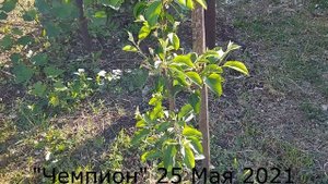 Молодая яблоня "Чемпион"