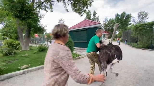 ТАКОГО ВЫ НЕ ВИДЕЛИ! Страус гуляет с людьми по парку! смотреть онлайн