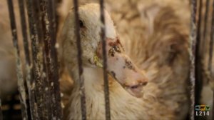 Spot L214 - Foie gras du Sud Ouest - enquête en salles de gavage typiques françaises