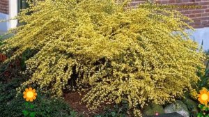 Ракитник ранний Алголд. Краткий обзор, описание характеристик cytisus x praecox Allgold