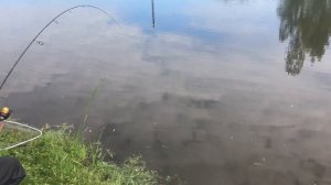 Ловля сома РК «Фишка» Петряиха