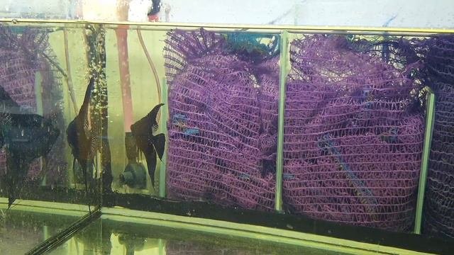 Подсадил самок к самцам для стайного нереста