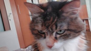 Кошка трогает меня лапой Мяуриццио Прикол Cat Vlog#200