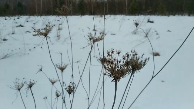 СТАВИМ ПЕТЛИ НА ЗАЙЦА ЛОВИМ РУКАМИ РАКОВ смотреть онлайн