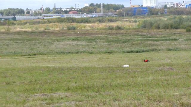 Уиппет VASURU TAFFI’S FIRST-EVER FOREVER (К). КР по курсингу 2019, Новый Милет смотреть онлайн