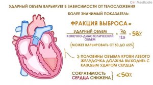 Ударный объем, фракция выброса, сердечный выброс - физиология сердца