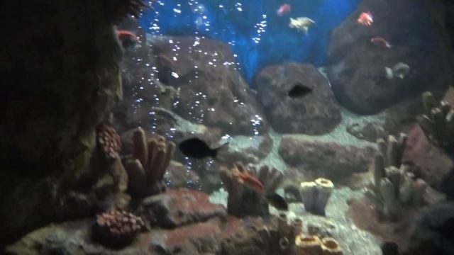 ОКЕАНАРИУМ ..2020. СОЧИ-АДЛЕР.Ева и Даша в океанариуме. смотреть онлайн