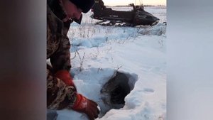 Установка капканов. на Корсака, Лису.
