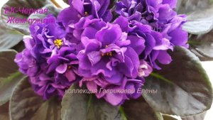 Фиалка ЕК Черная Жемчужина