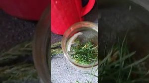 настой из сосновой хвои