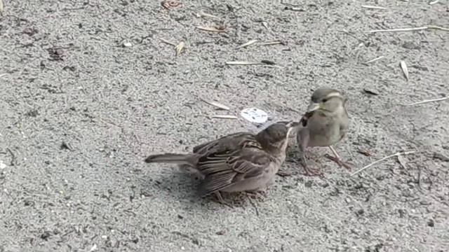 Воробей кормит птенца. смотреть онлайн