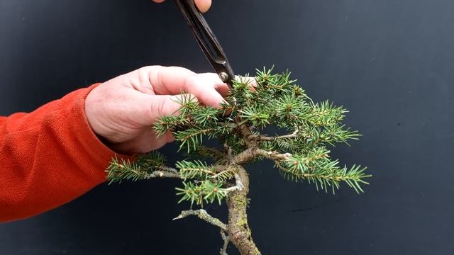 Pruning My Birds Nest Spruce, The Bonsai Zone, March 2022 смотреть онлайн