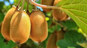 Как растет киви? полезные свойства. Как произрастает киви в природе?