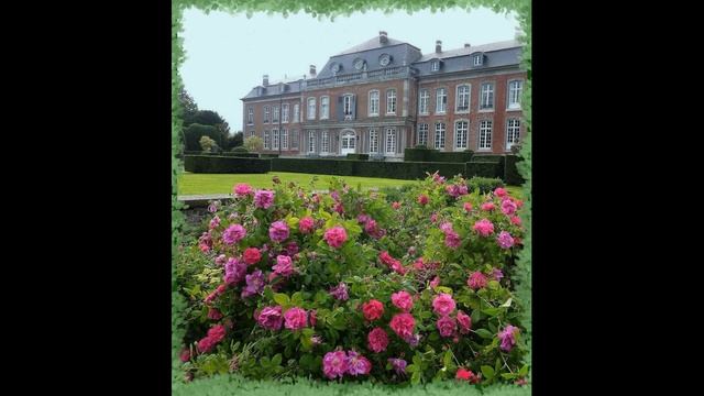 Галльские и Дамасские розы. Древние красавицы и мамочки розам Дэвида Остина. смотреть онлайн