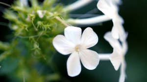 White Flowers