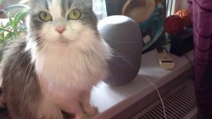 Поздравление от деда мороза через колонку Маруся?. Влог.