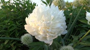 Пион ЛУКСОР ? Paeonia LYXOR: обзор, описание, цветение, отзыв