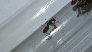 Camponotus fallax - БЛЕСТЯЩИЕ МУРАВЬИ ДРЕВОТОЧЦЫ. ОПЫТ СОДЕРЖАНИЯ В ДОМАШНИХ УСЛОВИЯХ. ЛИЧНОЕ МНЕНИ