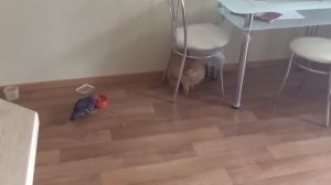 домашний голубь , живет на балконе
