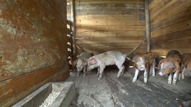 Выставили поросят на продажу В какую цену будем продавать поросят Цены поросят на Кубани смотреть онлайн