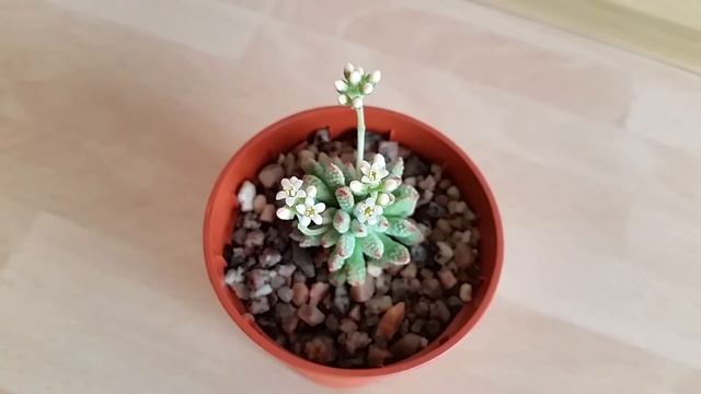 Crassula ausensis v titanopsis In Bloom: July and August 2020 смотреть онлайн