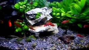 Aquarium. Вишнёвый барбус, юлидохромисы и др.