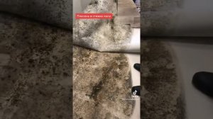 Плесень в стяжке пола