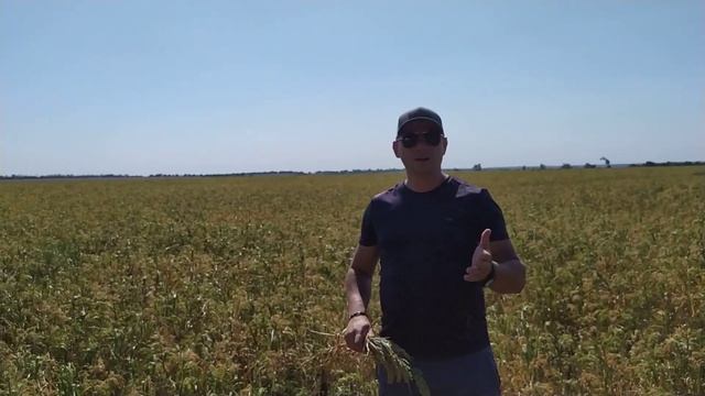 Урожайный сорт проса Белая Альтанка 35-40 ц/га. Ультрараннее просо 45-55 дней, выход крупы 84%. смотреть онлайн