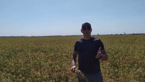 Урожайный сорт проса Белая Альтанка 35-40 ц/га. Ультрараннее просо 45-55 дней, выход крупы 84%.