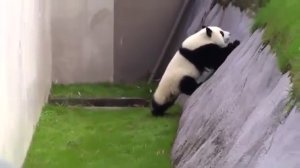 Сотрудница зоопарка помогает панде