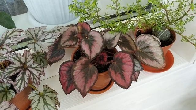 Мои комнатные цветы на балконе (лето 2019) смотреть онлайн