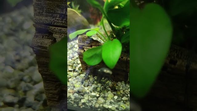 Нож чёрный#shorts#aquarium#аквариумистика