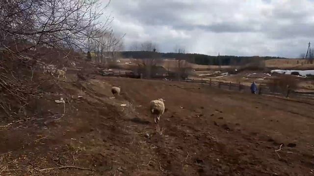 Барашки в новый загон. смотреть онлайн