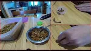 Перевод ловленной насекомоядной птицы на мягкий корм.