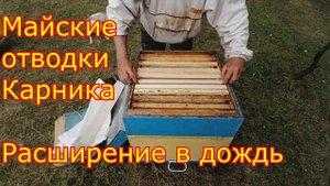 Майские отводки Карника F1, расширяем в дождь