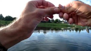 Густера ловля в проводку на ракушку