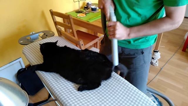 Vysávání kočky смотреть онлайн