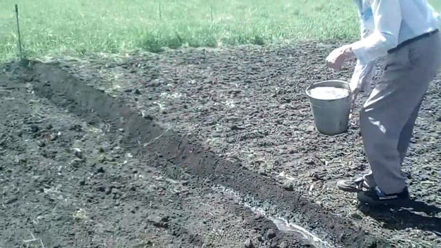 Посадка картофеля