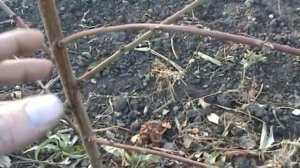 Выращивание персиков. Обрезка, защита от болезней и низких температур + обзор сорта Киевский Ранний