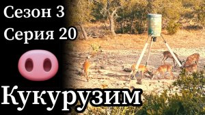 Продолжение охоты с луком на кабанов в Техасе. Бонус: громкость выстрела легкой и тяжелой стрелой.