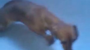 Такса Сильва. 5 лет. Паралич задних лап.