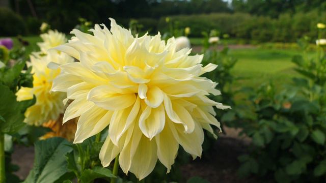 Jurginų auginimas ir priežiūra I Bandymų stotis смотреть онлайн