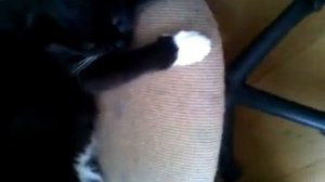 Место для родов кошки /как делать, что делать